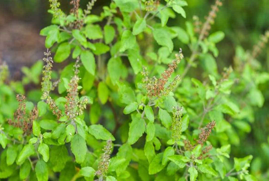 health benefits of drinking holy basil water
