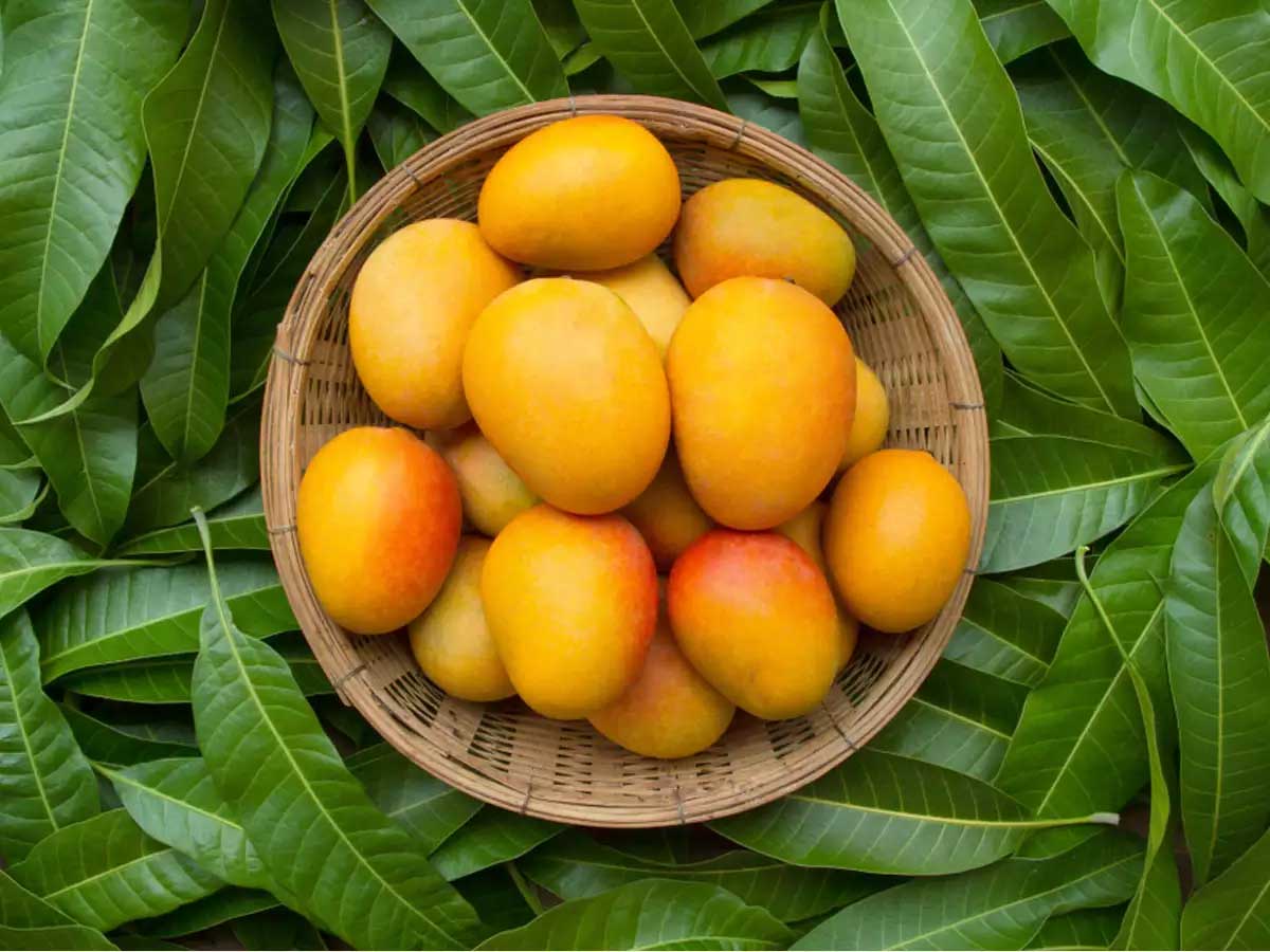 health benefits of mangoes