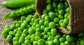 Green Peas: ప‌చ్చి బ‌ఠానీలు.. అద్భుత‌మైన పోష‌క విలువ‌లు క‌లిగిన ఆహారం.. అస్స‌లు వ‌ద‌లొద్దు..!