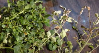 Kidney Stones : ఒకే ఒక్క స్పూన్ దీన్ని తీసుకోండి.. కిడ్నీల్లోని రాళ్లు క‌రిగిపోతాయి..!