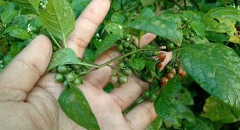 ఈ మొక్క ఎక్క‌డ క‌నిపించినా వ‌ద‌లొద్దు.. లివ‌ర్ ను పూర్తిగా బాగు చేస్తుంది.. ఎన్నో స‌మ‌స్య‌ల‌కు ప‌నిచేస్తుంది..!