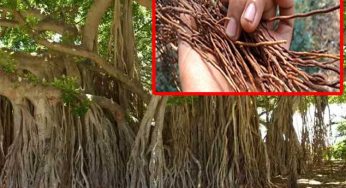 Hair Growth : మ‌ర్రి చెట్టు ఊడ‌ల‌తో ఇలా చేశారంటే.. జుట్టు వ‌ద్ద‌న్నా పెరుగుతుంది..!