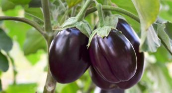 Brinjal : షుగ‌ర్ ఉన్న‌వారికి అద్భుతంగా ప‌నిచేసే వంకాయ‌లు.. వాటిలో దాగి ఉన్న ఆరోగ్య ర‌హ‌స్యాల‌ను తెలుసుకోండి..!