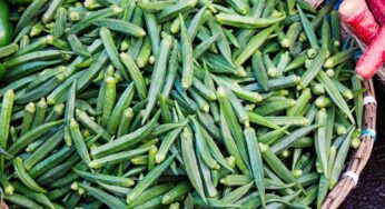 Okra : బెండకాయల గురించి ప్రతి ఒక్కరూ తెలుసుకోవాల్సిన నిజాలు..!