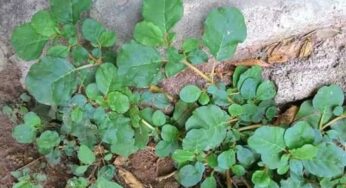 Thella Galijeru : శ‌రీరంలో దెబ్బ తిన్న అవ‌య‌వాల‌ను రిపేర్ చేసే మొక్క‌.. ఎక్క‌డ కనిపించినా వ‌ద‌లొద్దు..!