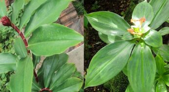 Insulin Plant : ఈ మొక్క ఇంట్లో ఉంటే.. షుగ‌ర్ ఎవ‌రికీ ఉండ‌దు..!