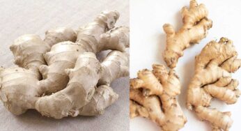 Ginger Storage : అల్లం పాడ‌వ‌కుండా ఎక్కువ రోజుల పాటు నిల్వ ఉండాలంటే.. ఇలా చేయాలి..!