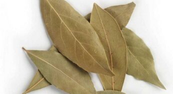 Bay Leaf : బిర్యానీ ఆకుతో ఇన్ని లాభాలా.. తెలిస్తే వెంట‌నే ఇంటికి తెచ్చుకుంటారు..!