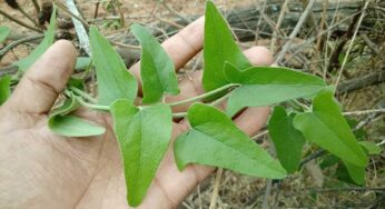 Dusara Teega : ఈ మొక్క ఆకుల ర‌సాన్ని రోజూ ప‌ర‌గ‌డుపున తాగితే.. ఏం జ‌రుగుతుందో తెలుసా..?