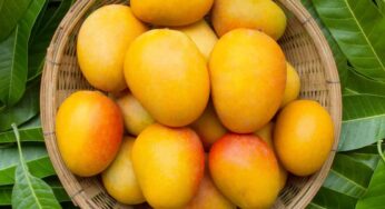 Mangoes : మామిడి పండ్లను అధికంగా తింటే ప్రమాదం.. జరిగేది ఇదే..!