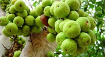 Medi Chettu : ఔష‌ధ గుణాల మేడి చెట్టు.. దీంతో క‌లిగే ఉప‌యోగాలెన్నో..!