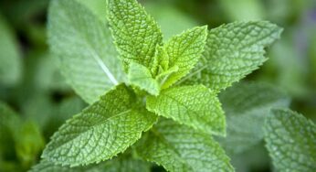 Mint Leaves : ఉద‌యాన్నే మ‌జ్జిగ‌లో పుదీనా ఆకుల ర‌సం క‌లిపి తాగితే.. ఏం జ‌రుగుతుందంటే..?