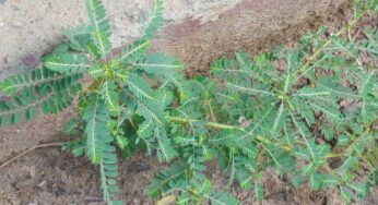 Nela Usiri : ఔష‌ధ గుణాల నేల ఉసిరి.. దీంతో క‌లిగే ఉప‌యోగాలు ఎన్నో..!
