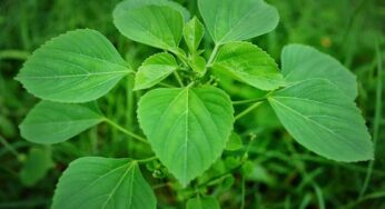 Pippintaku : ఆరోగ్యాన్నే కాదు.. ధ‌న‌ప్రాప్తిని క‌లిగించే మొక్క ఇది.. చివ‌రి వ‌ర‌కు చ‌ద‌వండి..!
