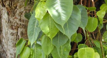 Ravi Chettu : ఔష‌ధ గుణాల‌కు నిల‌యం రావి చెట్టు.. స్త్రీ, పురుషుల‌కు ఆ శ‌క్తినిస్తుంది..!