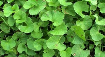 Saraswati Plant : చిన్నారుల్లో తెలివితేట‌ల‌ను పెంచే మొక్క ఇది.. పెద్ద‌ల‌కూ ఉప‌యోగ‌క‌ర‌మే..!