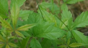 Vavilaku : శ‌రీరంలోని అన్ని ర‌కాల నొప్పులు, వాపుల‌కు ప‌నిచేసే వావిలి ఆకులు.. ఎలా ఉప‌యోగించాలంటే..?