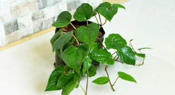 Betel Leaves Plant : త‌మ‌ల‌పాకు చెట్టు ఇంట్లో ఉంటే ఏం జ‌రుగుతుందో తెలుసా ? ఎగిరి గంతేస్తారు..!