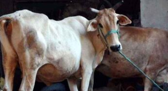 Cow : గోమాత మీ ఇంటి ముందుకు వ‌చ్చి నిల‌బ‌డిందా.. అయితే అది దేనికి సంకేత‌మో తెలుసా..?