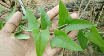 Health Tips : సంతానం లేని స్త్రీల‌కు ఈ మొక్క దివ్య ఔష‌ధం..!