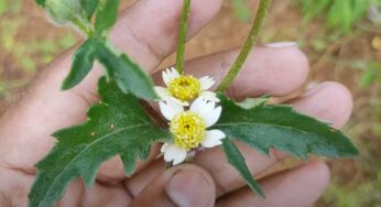 Gaddi Chamanthi : మ‌న చుట్టూ ప‌రిస‌రాల్లో పెరిగే మొక్క ఇది.. క‌నిపిస్తే వ‌ద‌ల‌కుండా ఇంటికి తెచ్చుకోండి..!