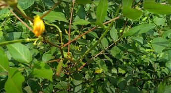 Kasivinda Plant : క‌సివింద చెట్టుతో బోలెడు ప్ర‌యోజ‌నాలు.. అస‌లు విడిచిపెట్ట‌కూడ‌దు..