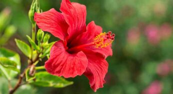 Hibiscus Plant : మందార పువ్వులు ఎన్ని పూస్తే.. ఇంట్లో సంప‌ద అలా పెరుగుతుంద‌ట‌.. త‌ప్ప‌క ఈ మొక్క‌ను పెంచాలి..!