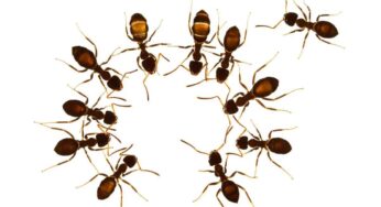 Ants : ఈ స‌హ‌జ‌సిద్ధ‌మైన చిట్కాల‌ను పాటిస్తే.. చీమ‌లు దెబ్బ‌కు పారిపోతాయి..!