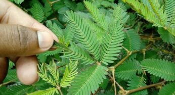 Atti Patti Plant : పురుషుల‌కు ఈ మొక్క ఎంతో ఉప‌యోగ‌క‌రం.. ఇత‌ర ప్ర‌యోజ‌నాలు కూడా ఉంటాయి..!