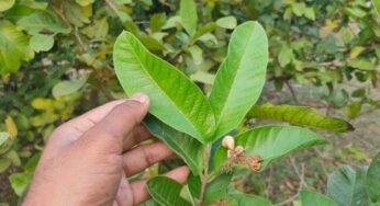 Guava Leaves Water : జామ ఆకుల క‌షాయం.. ఎన్నో రోగాల‌కు ఔష‌ధం..!