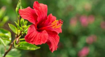 Hibiscus Flowers : పురుషుల స‌మ‌స్య‌ల‌ను త‌గ్గించే మందార పువ్వులు.. ఎలా ఉప‌యోగించాలంటే..?