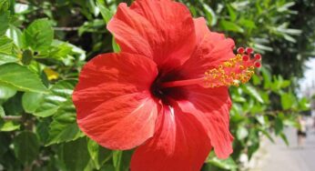 Hibiscus Plant : అన్ని జుట్టు స‌మ‌స్య‌ల‌కు ప‌రిష్కారం.. మందార చెట్టు.. ఎలా ఉపయోగించాలంటే..?