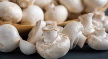 Mushrooms : పుట్ట గొడుగుల‌ను తిన‌డం మ‌రిచిపోకండి.. లేదంటే ఈ లాభాల‌ను కోల్పోతారు..!