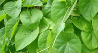 Thippatheega : రోజూ ఉద‌యం, సాయంత్రం తిప్ప తీగ ఆకులు రెండు తింటే.. ఏం జరుగుతుందో తెలుసా..?