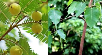 Trees : 27 న‌క్షత్రాల‌ను బ‌ట్టి.. ఏయే న‌క్ష‌త్ర జాత‌కులు ఏయే మొక్క‌ల‌ను పెంచాలో తెలుసా ?