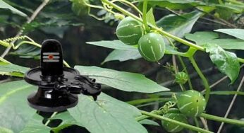 Linga Donda : కాయలో శివలింగం ఉన్న ఈ మొక్క గురించి మీకు తెలుసా ?