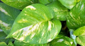 మనీ ప్లాంట్ ను ఇంట్లో పెంచుతున్నారా ? అయితే ఈ విషయాల‌ను తెలుసుకోవాల్సిందే.. లేదంటే న‌ష్ట‌పోతారు..