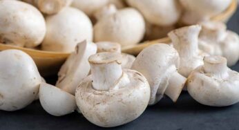 Mushrooms : మాంసాహారాన్ని మించిన పోషకాలు వీటి సొంతం.. ఒక కప్పు తింటే చాలు..