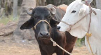 Milk : ఆవు పాలు.. గేదె పాలు.. రెండింటిలో ఏవి మంచివి.. వేటిని తాగాలి..?