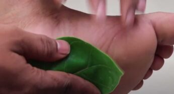 Jilledu Aku : జిల్లేడు ఆకుల‌తో ఇలా చేస్తే.. షుగ‌ర్ మాయం..!