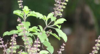 Plants : ఈ మొక్క‌ల‌ను ఇంట్లో త‌ప్ప‌క పెంచుకోవాలి.. డాక్ట‌ర్ వ‌ద్ద‌కు వెళ్లాల్సిన అవ‌స‌ర‌మే రాదు..