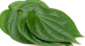 Betel Leaves : ఈ ఆకుల‌ను వాడితే.. హాస్పిట‌ల్ అస‌లు గుర్తుకు రాదు..!