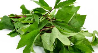 Gongura : ద‌గ్గు, ఆయాసం, తుమ్ముల‌కు చ‌క్క‌ని ఔష‌ధం.. గోంగూర‌..!