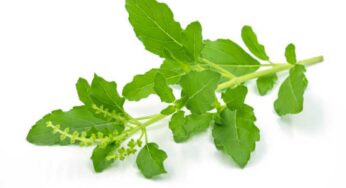 Holy Basil Leaves : ఈ ఒక్క ఆకు చాలు.. మీ ఫ్యామిలీ డాక్ట‌ర్ లా ప‌నిచేస్తుంది..!