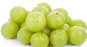 Dry Amla : ఉసిరికాయ‌ల‌ను ఇలా చేస్తే.. ఏడాదంతా నిల్వ ఉంటాయి.. ఎప్పుడు కావాలంటే అప్పుడు వాడుకోవ‌చ్చు..