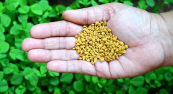 Fenugreek Seeds : షుగర్ ఉన్న ప్ర‌తి ఒక్క‌రు మెంతుల‌ను తీసుకోకూడ‌దు.. అస‌లు వీటిని ఎవ‌రు తీసుకోవాలి.. ఎవ‌రు తిన‌కూడ‌దు..?