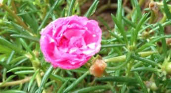 Gaddi Gulabi Benefits : ఈ మొక్క ఎక్క‌డ క‌నిపించినా స‌రే.. త‌ప్ప‌క ఇంటికి తెచ్చుకోండి.. లాభాలు తెలిస్తే ఆశ్చ‌ర్య‌పోతారు..