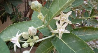 Jilledu : షుగ‌ర్ లెవ‌ల్స్‌ను త‌గ్గించే ఆకు ఇది.. క‌నిపిస్తే విడిచిపెట్ట‌కండి..