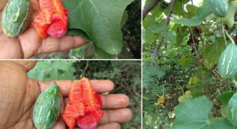 Kaki Donda Chettu : ఈ మొక్క ఎక్క‌డ క‌నిపించినా స‌రే విడిచిపెట్ట‌కుండా.. మొత్తం ఇంటికి తెచ్చుకోండి.. ఎందుకంటే..?