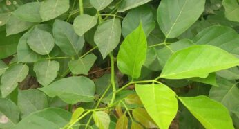 Kanuga Chettu Benefits : మొటిమలు, గజ్జి, తామర, దురద.. ఎలాంటి చ‌ర్మ స‌మ‌స్య‌లు అయినా స‌రే ఈ చెట్టుతో న‌యం చేసుకోవ‌చ్చు..